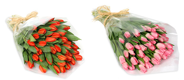 http://funnygifts.ru/wp-content/uploads/2011/02/tulips.png