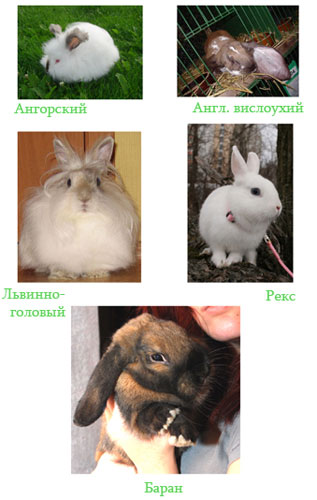 Разновидности кроликов